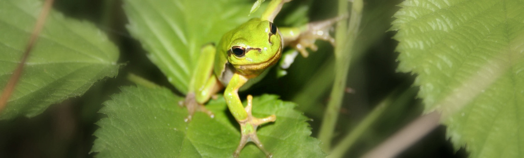 boomkikker_hyla arborea_gijs damen